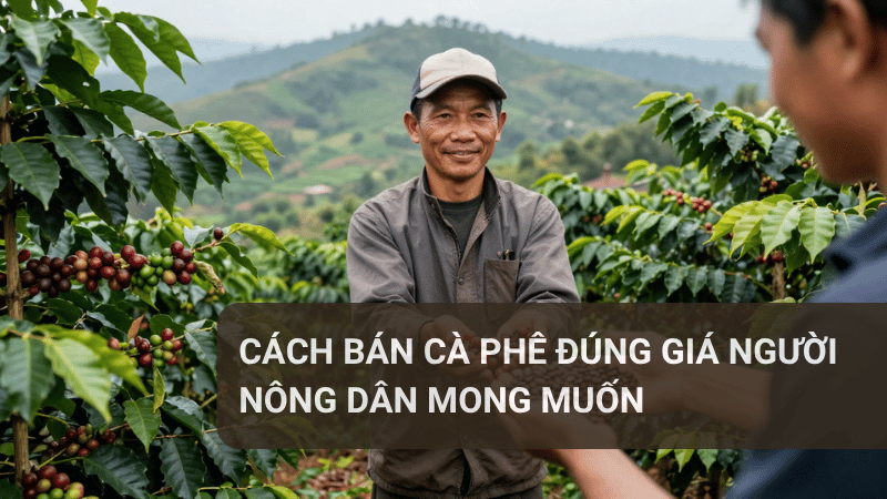 Cách bán cà phê đúng giá người nông dân mong muốn