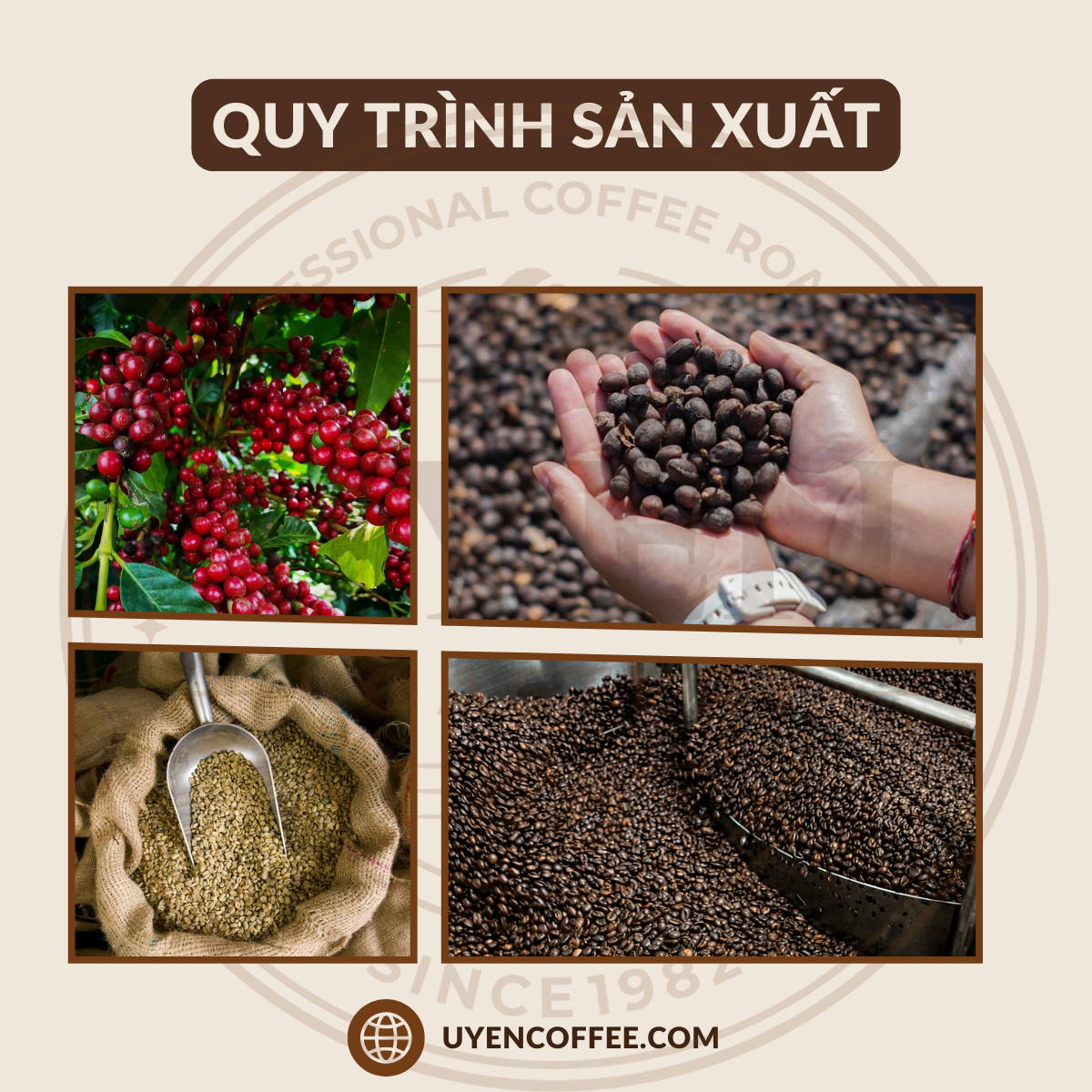 Cà Phê Arabica Catimor Lào - Rang Mộc Nguyên Chất Cà Phê Arabica Catimor Lào - Rang Mộc Nguyên Chất 5