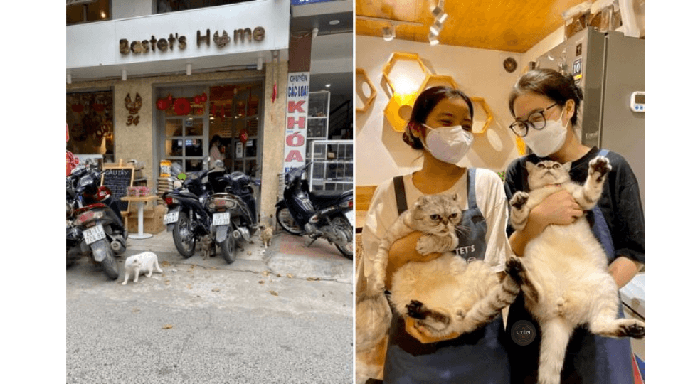 Cà phê mèo Hà Nội: Chốn dừng chân lý tưởng Bastets Home