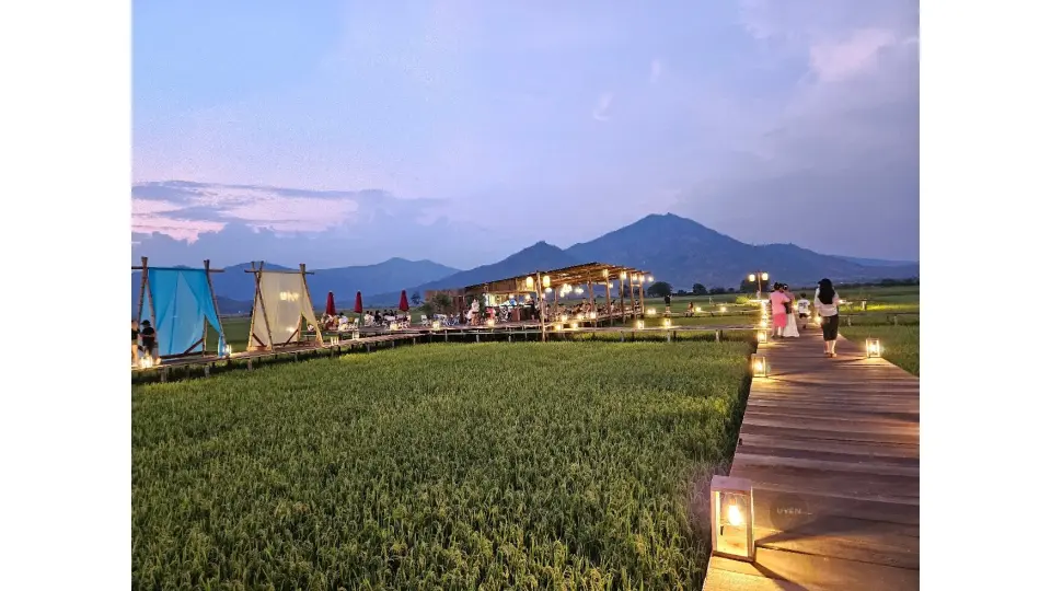 Top 10 Quán Cafe Pleiku Đáng Ghé Nhất Cánh đồng tại Lúa Ngô Sơn, một địa điểm cafe Pleiku mới.