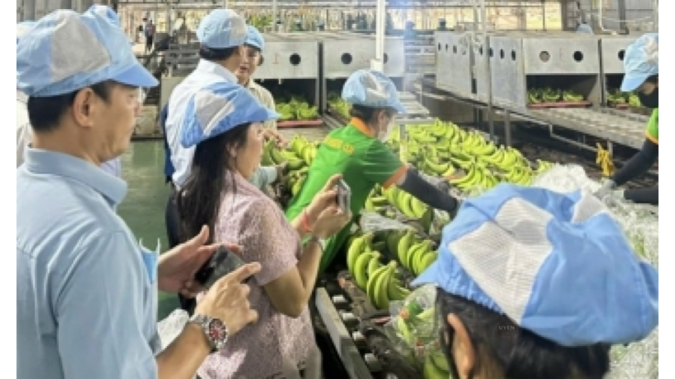 Nông trại canh tác theo đúng tiêu chuẩn cà phê hữu cơ bền vững.