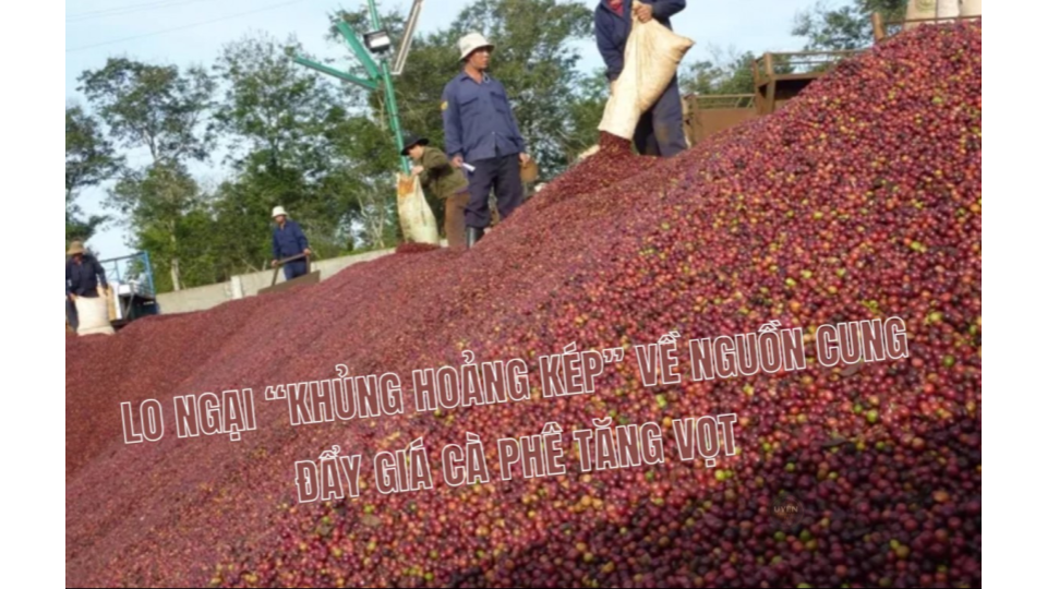 Chứng nhận đạt tiêu chuẩn cà phê hữu cơ theo quy định của Việt Nam và quốc tế.