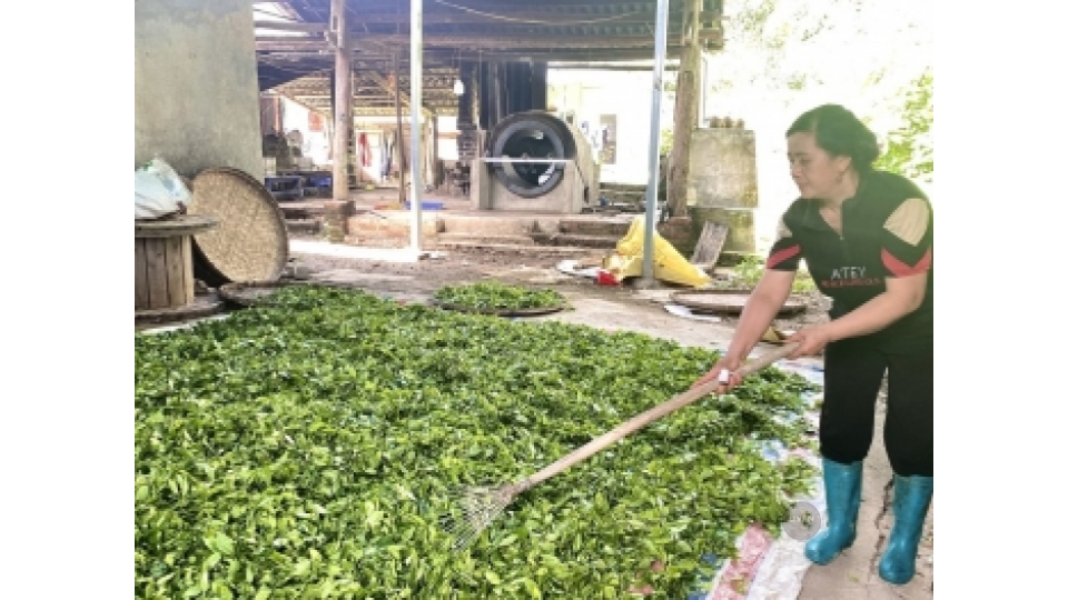 Quả cà phê chín mọng cho thấy lợi ích của tiêu chuẩn cà phê hữu cơ.