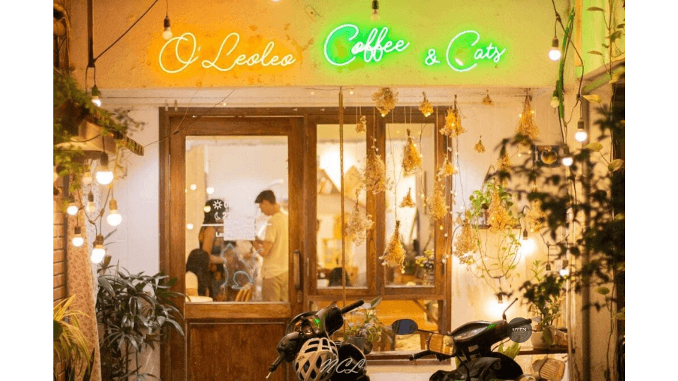 Cà phê mèo Hà Nội: Chốn dừng chân lý tưởng oleoleo
