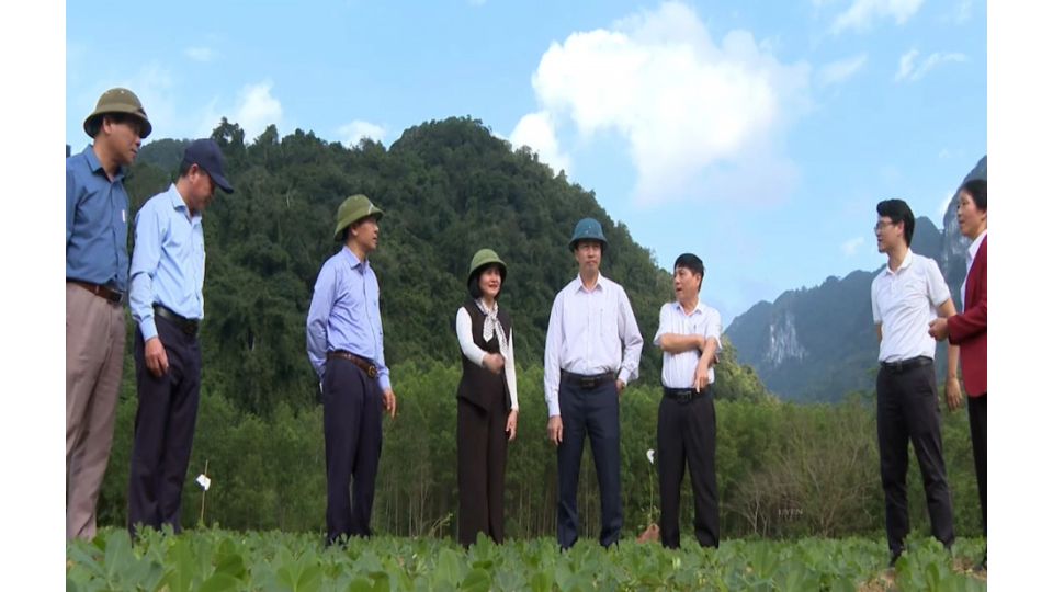 Đồ họa thể hiện tiềm năng kinh tế theo tiêu chuẩn cà phê hữu cơ.