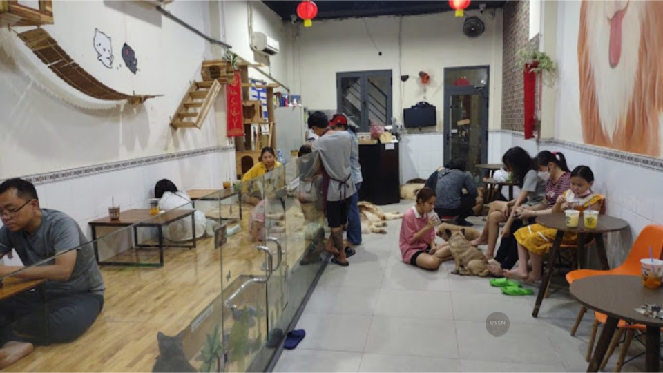 Cà phê mèo Sài Gòn: Điểm đến lý tưởng cho tín đồ cà phê Một nhóm mèo tại MOCHI - Cat Cafe, không gian cà phê mèo Sài Gòn ấm cúng.