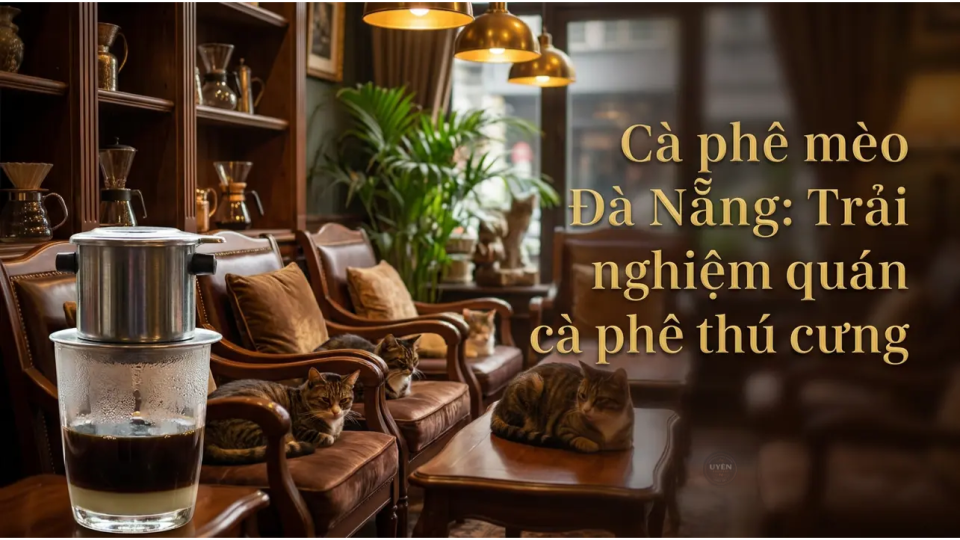 Cà phê mèo tại Đà Nẵng, không gian thú cưng tuyệt vời