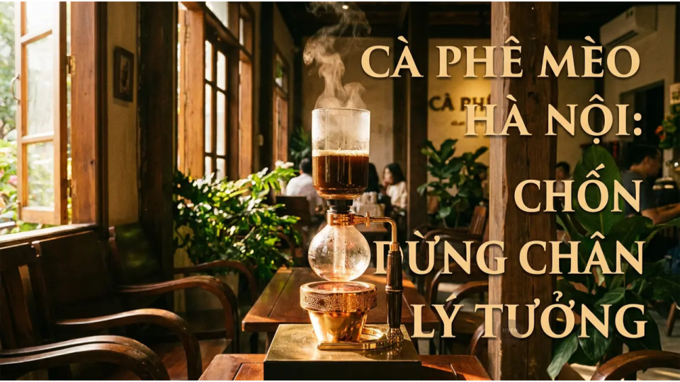 Quán cà phê mèo tuyệt đẹp ở Hà Nội với không gian thoải mái