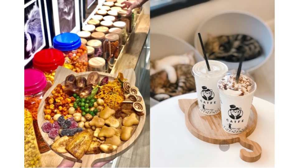 Cà phê mèo Sài Gòn: Điểm đến lý tưởng cho tín đồ cà phê Một chú mèo lông trắng xinh đẹp tại PET ME, quán cà phê mèo Sài Gòn thân thiện ở Thủ Đức.