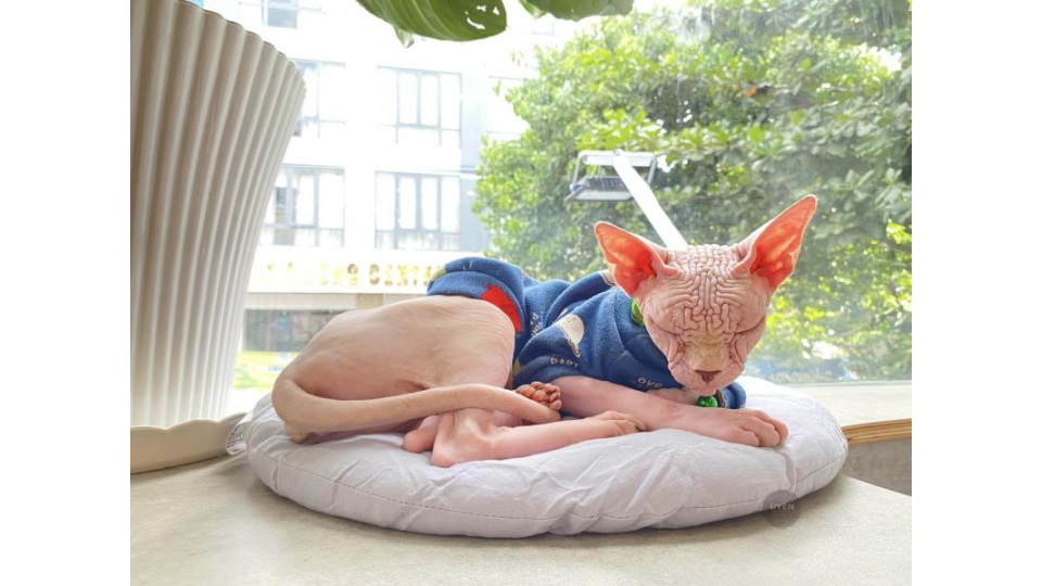 Cà phê mèo Đà Nẵng: Trải nghiệm quán cà phê thú cưng Những chú mèo thân thiện tại LeChat Cat Coffee, quán cà phê mèo Đà Nẵng.