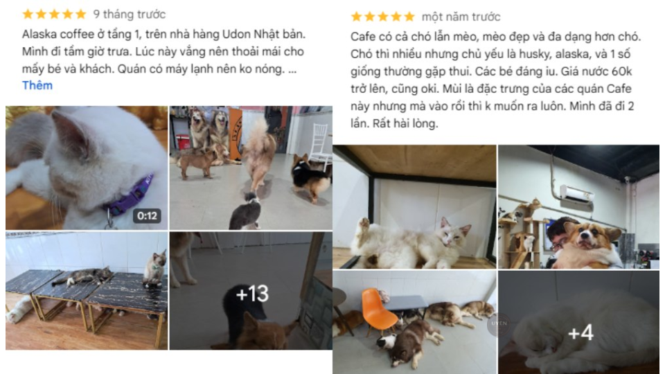 Cà phê mèo Sài Gòn: Điểm đến lý tưởng cho tín đồ cà phê Các chú mèo đang dùng bữa tại Purrfect Coffee, quán cà phê mèo Sài Gòn sạch sẽ.