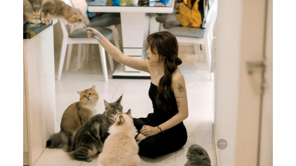 Cà phê mèo Sài Gòn: Điểm đến lý tưởng cho tín đồ cà phê Một chú mèo đáng yêu gợi ý lựa chọn quán cà phê mèo Sài Gòn đáng để trải nghiệm.