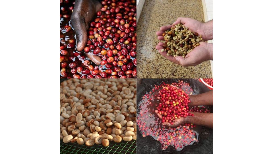 Giải thích cà phê sơ chế ướt là gì thông qua hình ảnh quả cà phê tươi đang được rửa sạch