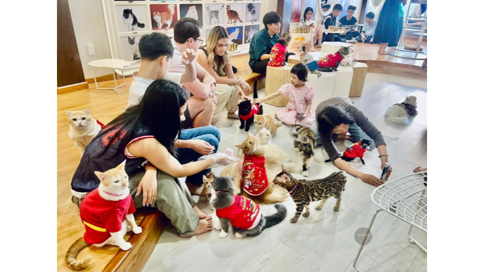 Cà phê mèo Sài Gòn: Điểm đến lý tưởng cho tín đồ cà phê Không gian bên trong CATFE Coffee, một quán cà phê mèo Sài Gòn nổi tiếng với nhiều chú mèo đáng yêu.