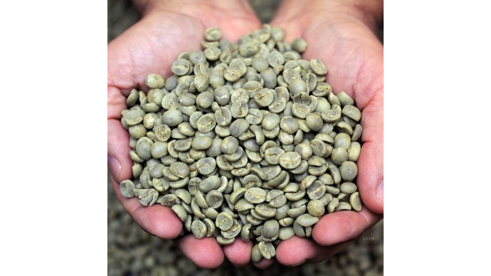 Những lợi ích của việc tìm hiểu cà phê sơ chế ướt là gì đối với hạt Arabica