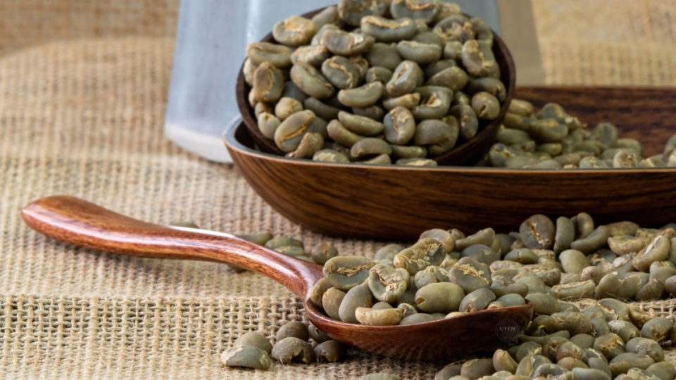 Tìm hiểu cà phê Arabica là gì qua hình ảnh quả cà phê Arabica còn tươi trên cành.