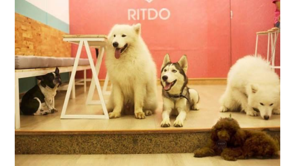 Cà phê mèo Đà Nẵng: Trải nghiệm quán cà phê thú cưng Những chú mèo đáng yêu tại quán cà phê mèo Đà Nẵng Ritdo.