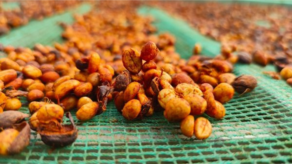 Cà phê Honey: Hiểu biết về quy trình và hương vị Hạt cà phê Honey đang được phơi khô trên giàn phơi để kiểm soát chất lượng.