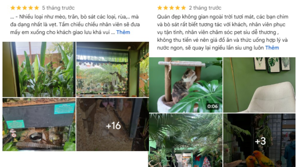 Cà phê mèo Sài Gòn: Điểm đến lý tưởng cho tín đồ cà phê Khách hàng đang chơi đùa với mèo tại Cherry Pet Coffee, quán cà phê mèo Sài Gòn ở Quận 10.